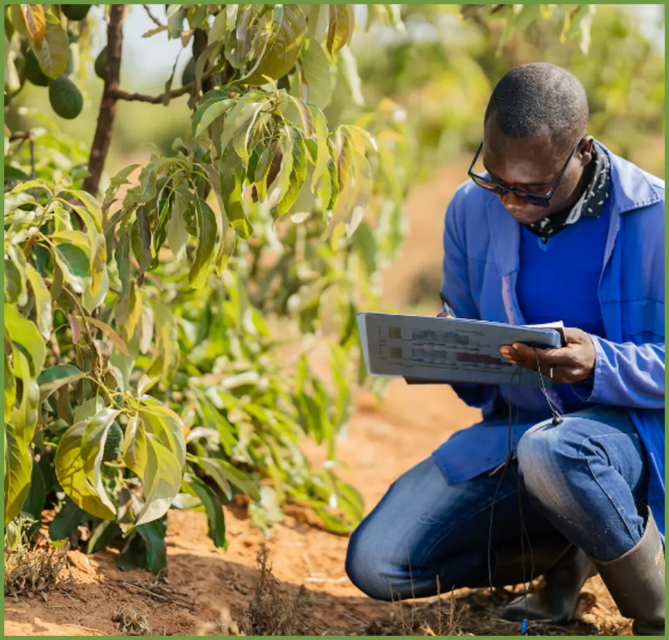 Fresh avocados close-up