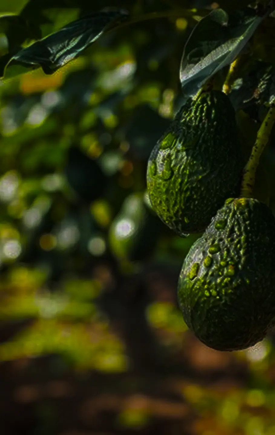 Avocado harvest and handling
